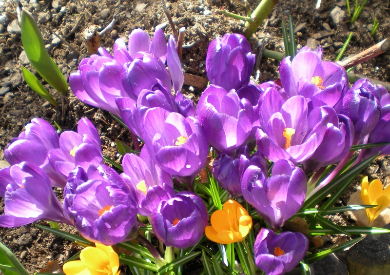 Vårbild